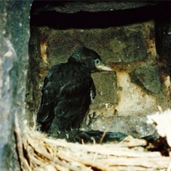 Vogel im Kamin Vogel im Kamin